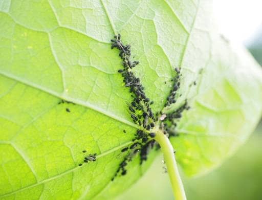 Aphids under leaves